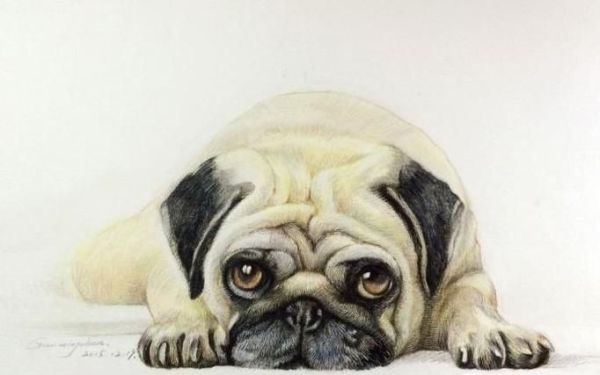 巴哥犬好养吗？养八哥犬的注意事项