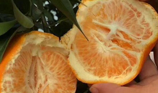 耙耙柑什么人不能吃