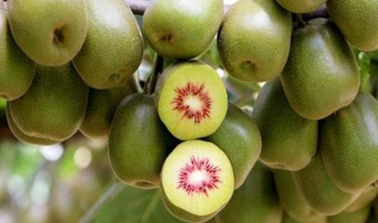 红心猕猴桃的禁忌