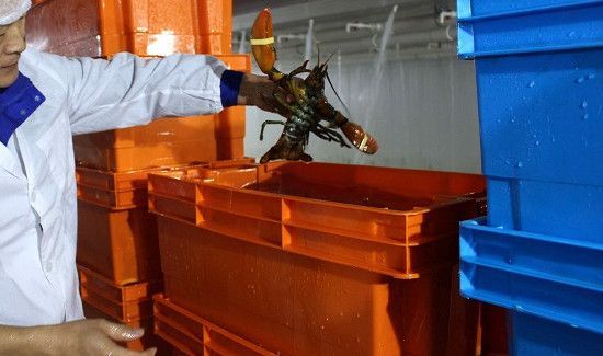活大龙虾怎么保存长时间不死