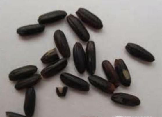 染色黑米怎样辨别