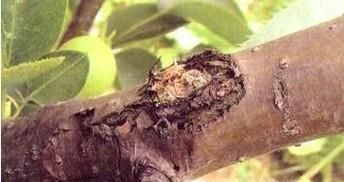 家里有天牛怎么办