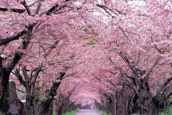 日本樱花经济危机是怎么回事