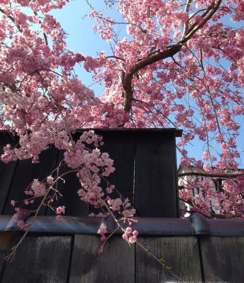 日本樱花经济危机是怎么回事