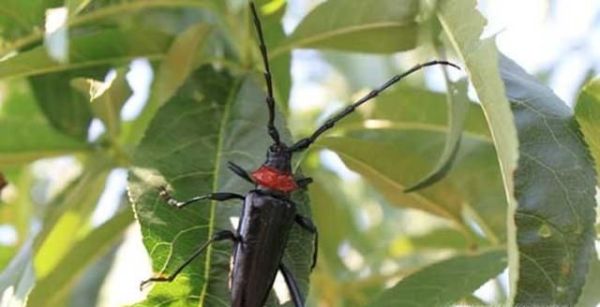 日本樱花经济危机是怎么回事