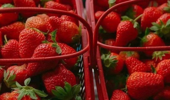新鲜草莓怕冻吗