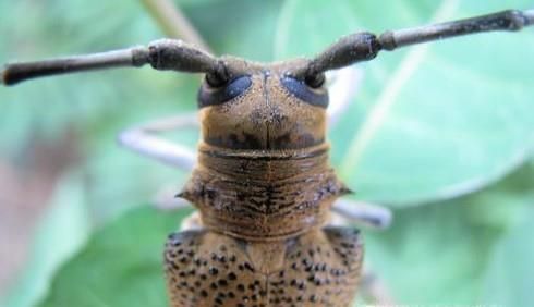 天牛有毒吗？ 被天牛咬伤了怎么办