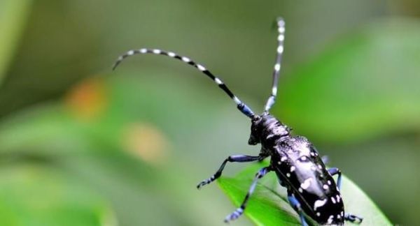 天牛有毒吗？ 被天牛咬伤了怎么办