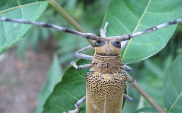 天牛有毒吗？ 被天牛咬伤了怎么办