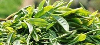 怎样挑选性价比高的新茶？