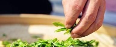 怎样挑选性价比高的新茶？