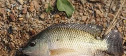 罗非鱼的生活习性是怎么样的