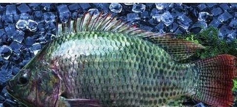 罗非鱼的生活习性是怎么样的