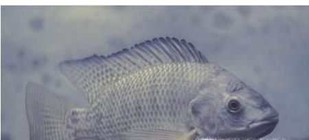 罗非鱼的生活习性是怎么样的