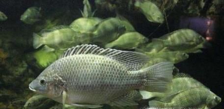 罗非鱼的生活习性是怎么样的