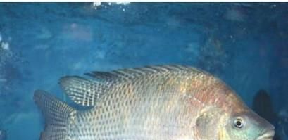 罗非鱼的生活习性是怎么样的