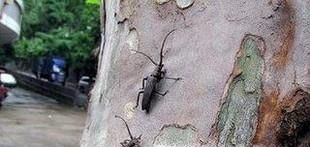 天牛会对植物带来哪些危害