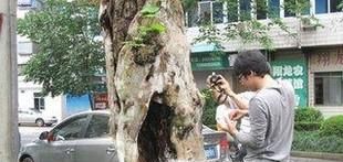 天牛会对植物带来哪些危害