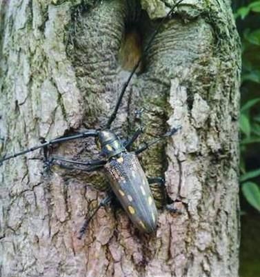 天牛会对植物带来哪些危害