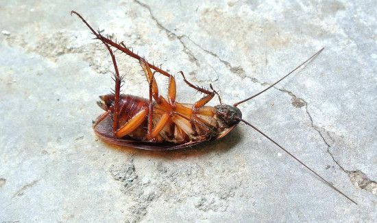怎么杀蟑螂彻底