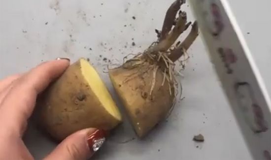 发芽的土豆能吃吗