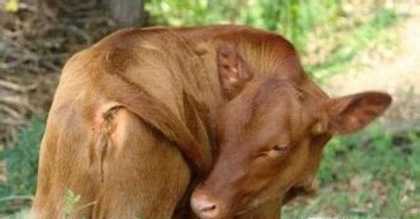 除了人类，还有什么动物会来月经？