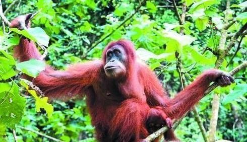 除了人类，还有什么动物会来月经？