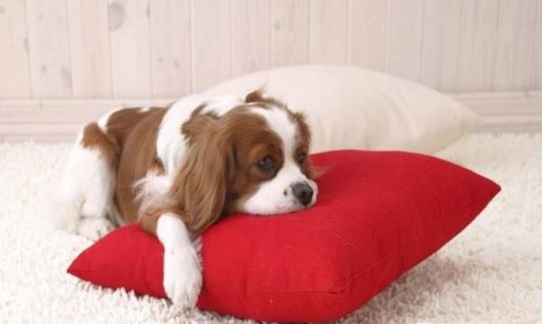 除了人类，还有什么动物会来月经？