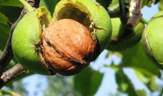 生核桃和熟核桃的区别