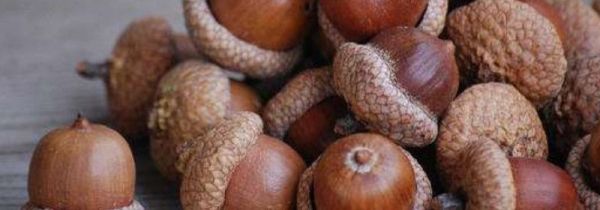 橡果和榛子的区别