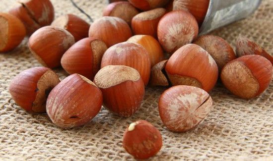 橡果和榛子的区别