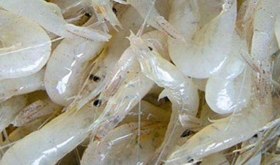 白虾和青虾的营养区别