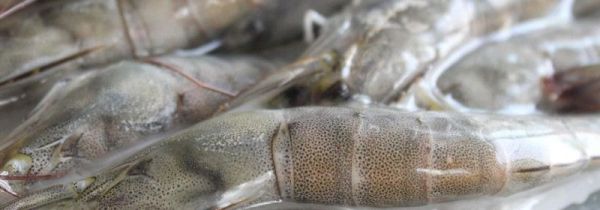 白虾和青虾的营养区别