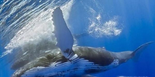 座头鲸为什么会感恩