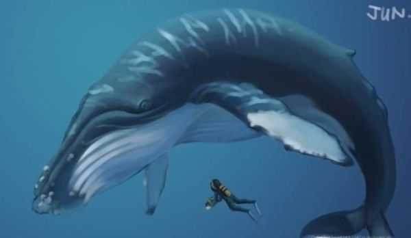 座头鲸为什么会感恩