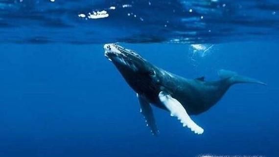 座头鲸为什么会感恩