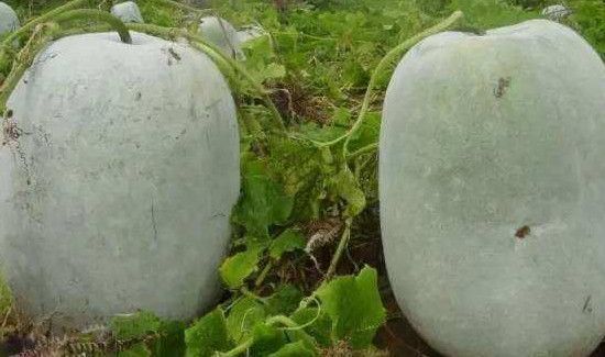 冬瓜为什么叫冬瓜