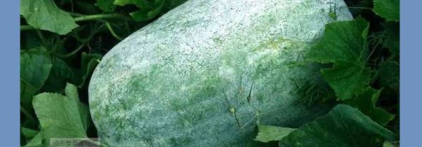 冬瓜为什么叫冬瓜