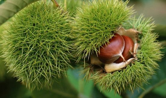 板栗发芽了还能吃吗吃了怎么办