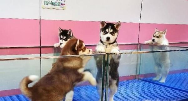 狗狗不想养了怎么处理