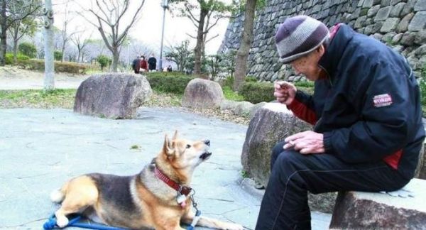 狗狗不想养了怎么处理