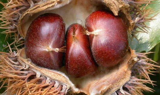 板栗发芽了还能吃吗吃了怎么办