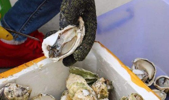 生蚝不开口怎么办