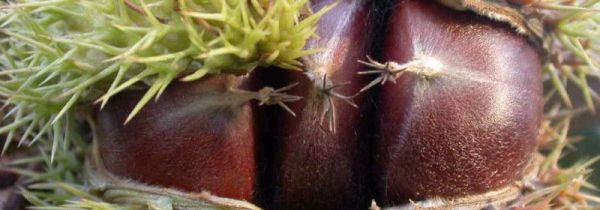 板栗发芽了还能吃吗吃了怎么办