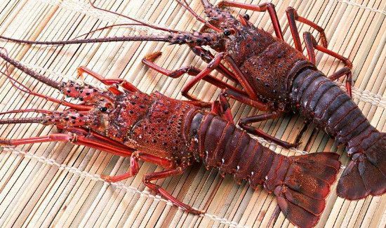 鳌虾和龙虾的区别
