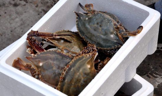 腌好的咸蟹子怎么储藏