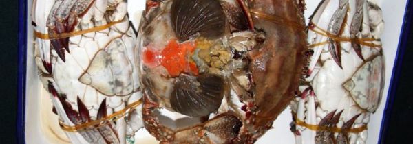 腌好的咸蟹子怎么储藏