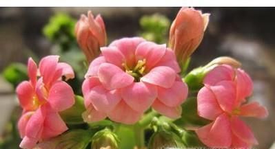 长寿花叶子发黄怎么办