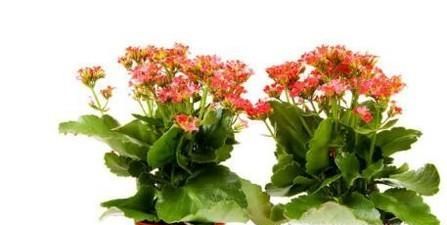 长寿花叶子发黄怎么办