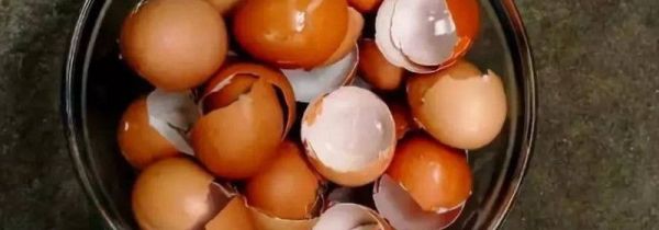 蛋壳是湿垃圾还是干